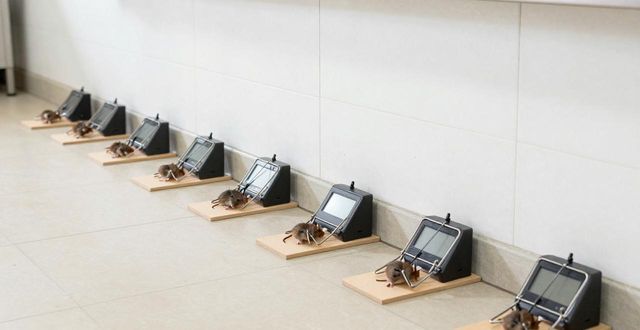 老鼠灭亡实验_老鼠灭老鼠_学校灭老鼠